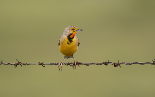 Macronyx capensis