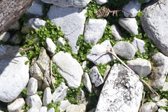 Hydrocotyle sibthorpioides