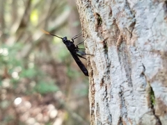 Urocerus cressoni