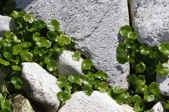 Hydrocotyle sibthorpioides