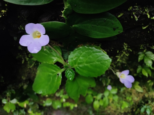 Primulina swinglei
