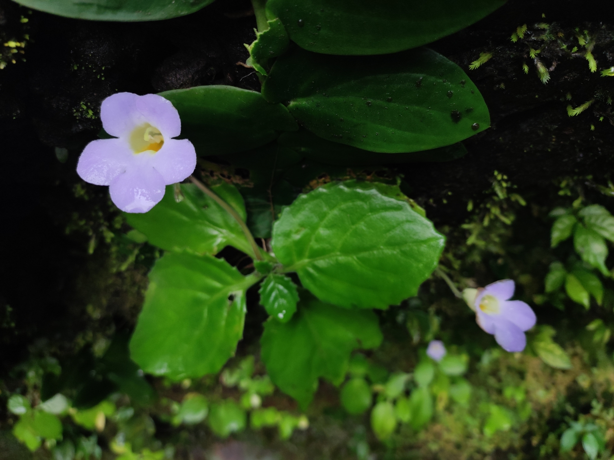 Primulina swinglei (Primulina swinglei)
