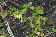 Leptinella filicula