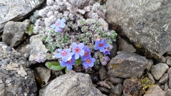 Eritrichium aretioides