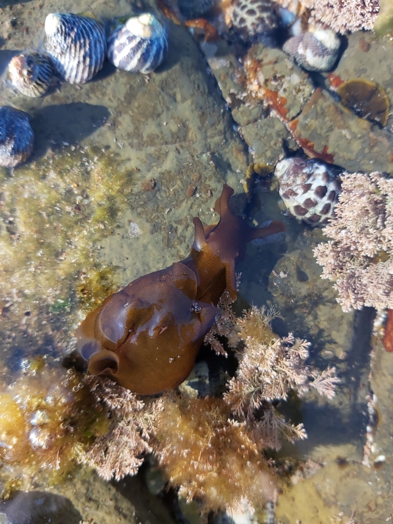 Sucker-foot Sea Hare
