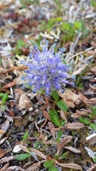 Lagotis glauca