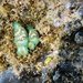 Haminoea cymbalum - Photo (c) Jen R, alguns direitos reservados (CC BY-NC-ND)