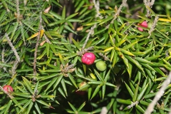 Leptecophylla oxycedrus