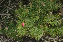 Leptecophylla oxycedrus