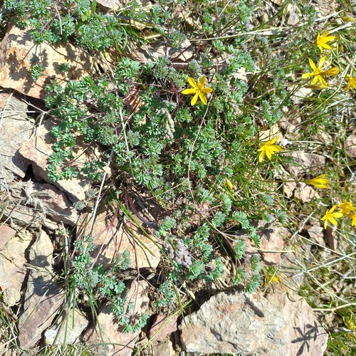 Dwarf meadow rue (Thalictrum isopyroides)