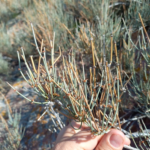 Ephedra intermedia (Ephedra intermedia)