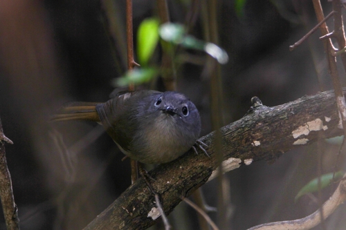 Huet's Fulvetta (Alcippe hueti), photo 4
