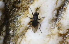 Coelopidae