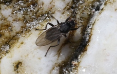 Coelopidae