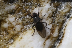 Coelopidae