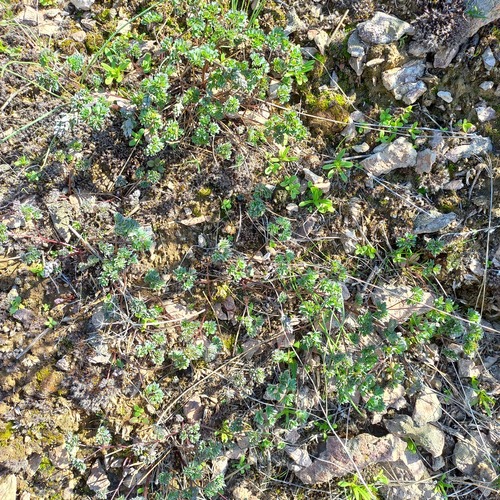 Dwarf meadow rue (Thalictrum isopyroides)