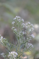 Eupatorium × pinnatifidum