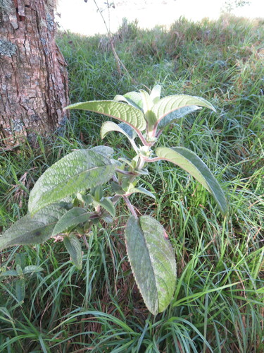 Phyllostegia velutina observed 2023-03-13