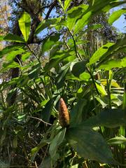 Costus pulverulentus