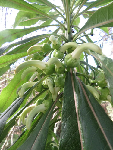 Clermontia pyrularia, 2023-03-13