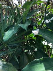 Costus pulverulentus