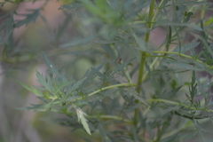 Eupatorium × pinnatifidum