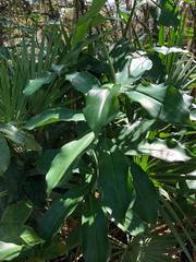 Costus pulverulentus