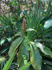 Costus pulverulentus