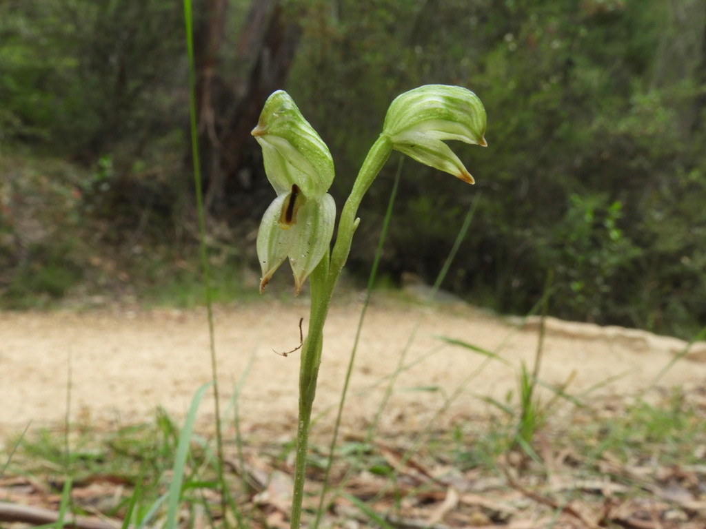 Pterostylis diminuta