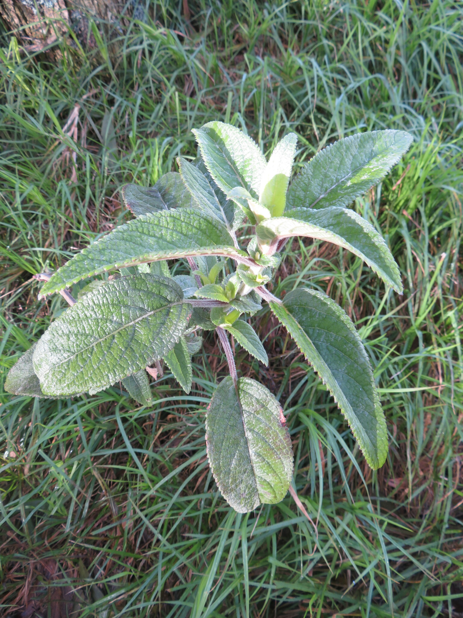 Phyllostegia velutina