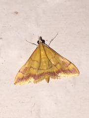 Pyrausta onythesalis