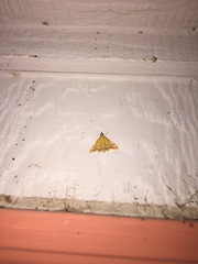 Pyrausta onythesalis