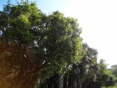 Coccoloba barbadensis