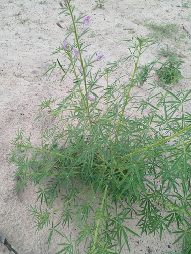 Hairy Spindlepod