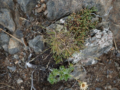 Agrostis aucklandica, 2023-01-14