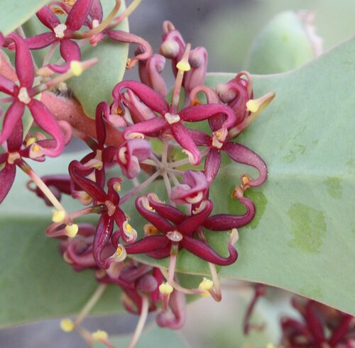 Harsh Hakea