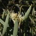 Hakea cygnus cygnus - Photo (c) geoffbyrne, some rights reserved (CC BY-NC)