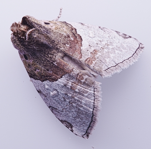 Polydactylos aprilinus