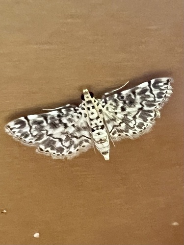 Metoeca foedalis