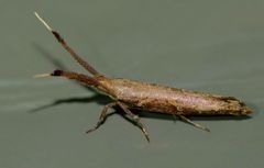 Protosynaema steropucha