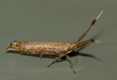 Protosynaema steropucha