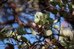 Arctostaphylos glauca