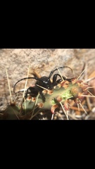 Moneilema semipunctatum