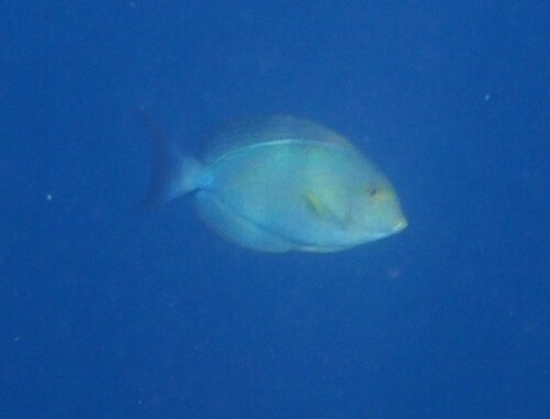 Yellowfin Surgeonfish — seen at this dive site