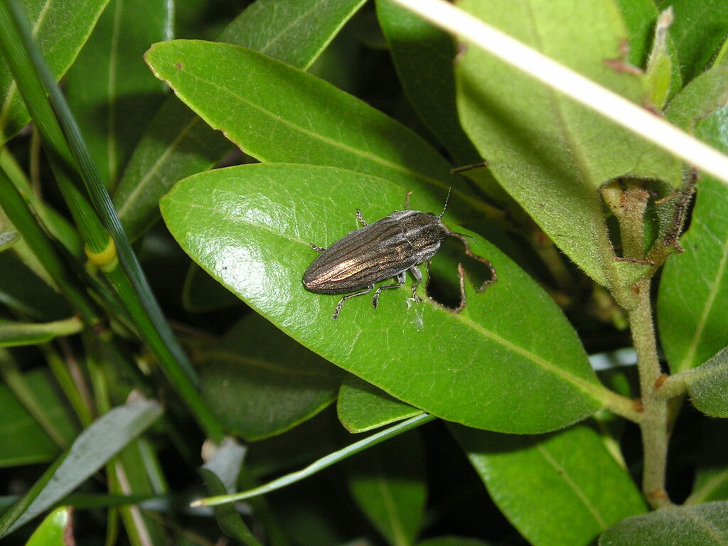 Chalcoplia