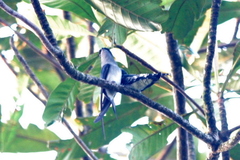 Hemiprocne longipennis