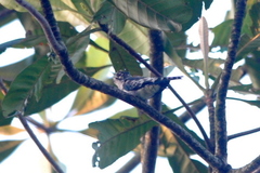 Hemiprocne longipennis