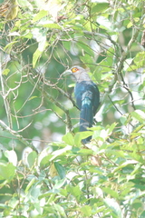 Phaenicophaeus sumatranus