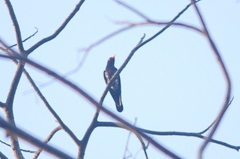 Chrysococcyx xanthorhynchus