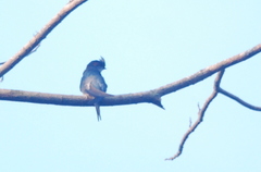 Hemiprocne longipennis